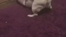 Yastığa Hallenen Köpek