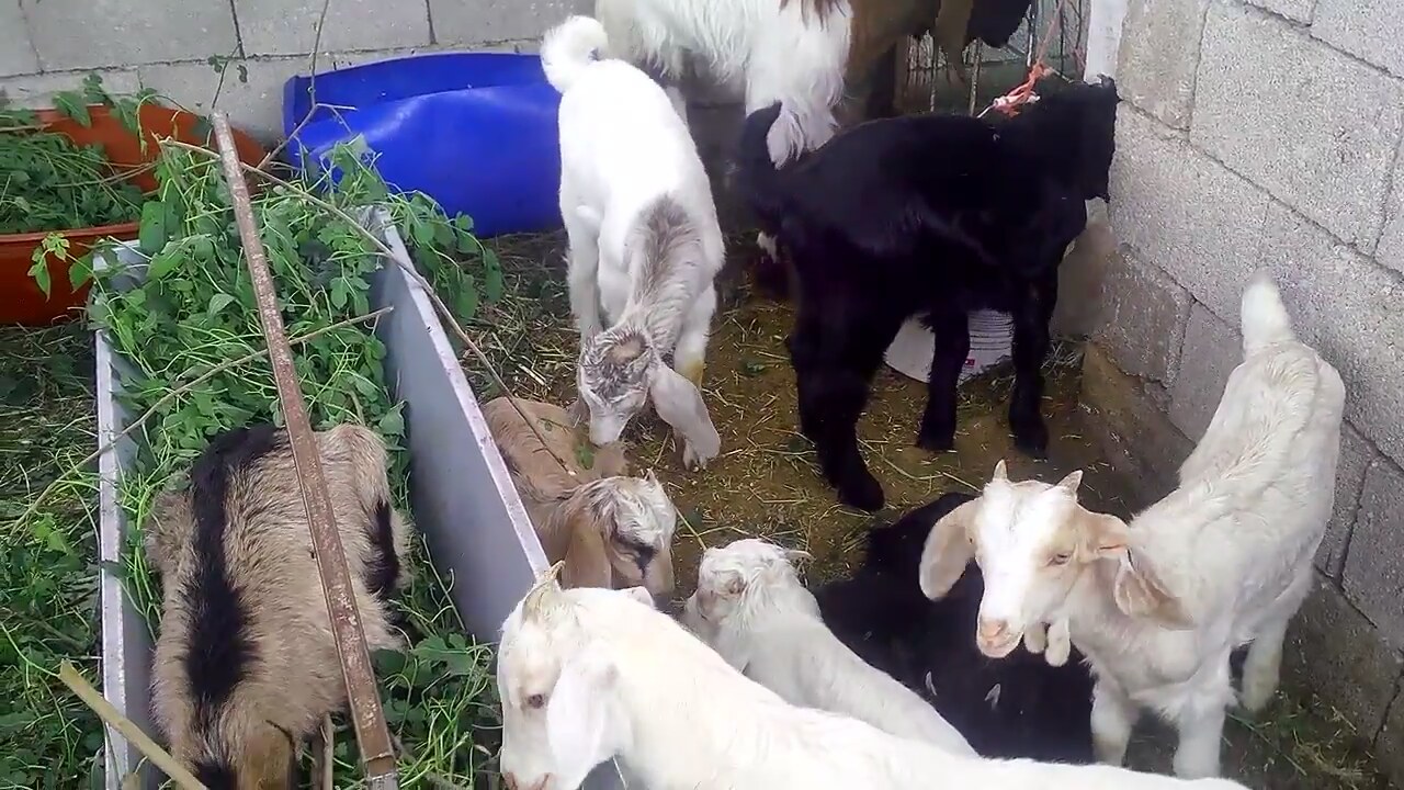 Küçük sınıf PAZ-652nin otobüsü: teknik özellikler. Pasık otobüsü 69