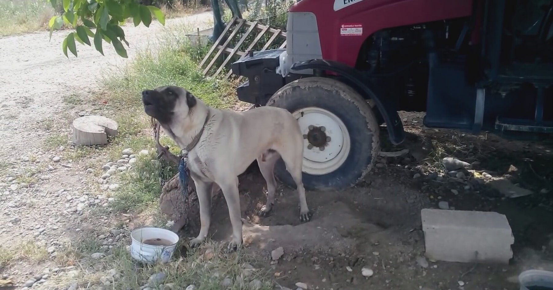 yırtıcı vahşi canlı kopek sesi kopek urmesi havlaması sesi kopek