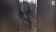 Yeni Doğan Çift Başlı Buffalo