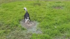 Çimenlerde Birikmiş Suda Çılgınca Eğlenen Köpek