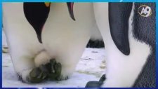 Penguen dayanışması