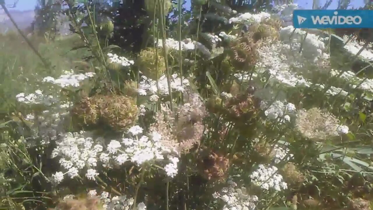 Diş Otu Neye İyi Gelir Diş Otu Neye İyi Gelir