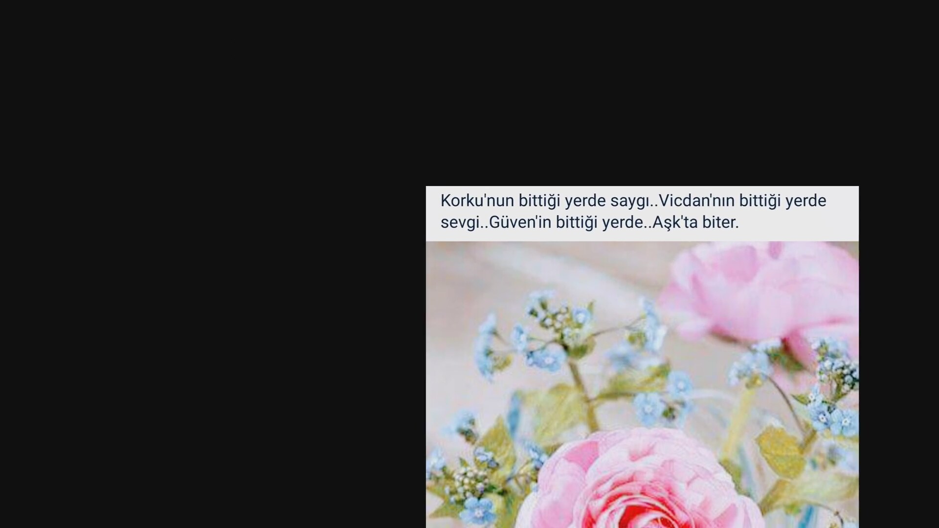 Beyaz İsviçreli Çoban. Sahibi geri bildirimi 24