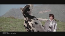 İnekle Dövüşen Adam HD Versiyon