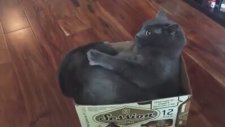 Kuyruğuyla Bir Derdi Olan Ruhu Hastası Kedi