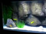 labidochromis sp.