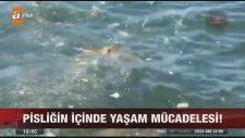 Caretta Carettanın Yaşam Mücadelesi