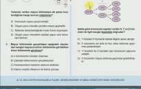 Fen Bilimleri 8.Sınıf Kazanım Testleri 6 (Mayoz-2) Bursluluk ve Teog Sınavlarına Uygun