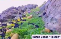 Hozan Zozan Feleke Klip 2017