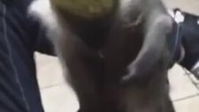 Maymunun Çüküyle Oynayan Laz Dayı