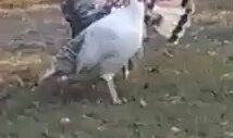 Kız Derdine Madara Olan Heybetli Hindi
