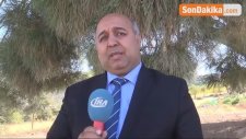 Kilis'teki 260 Yaşındaki Ağaç Görenleri Şaşırtıyor