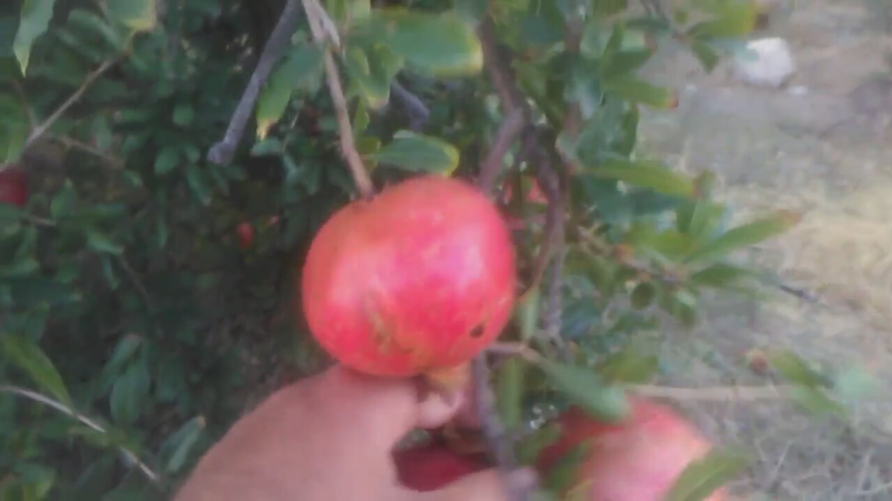 Nar Çiçeği Faydaları Nar Çiçeği Çayı Faydaları Nar Çiçeği Faydaları Nar Çiçeği Çayı Faydaları
