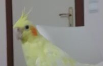 Sultan Papağanı Sesi