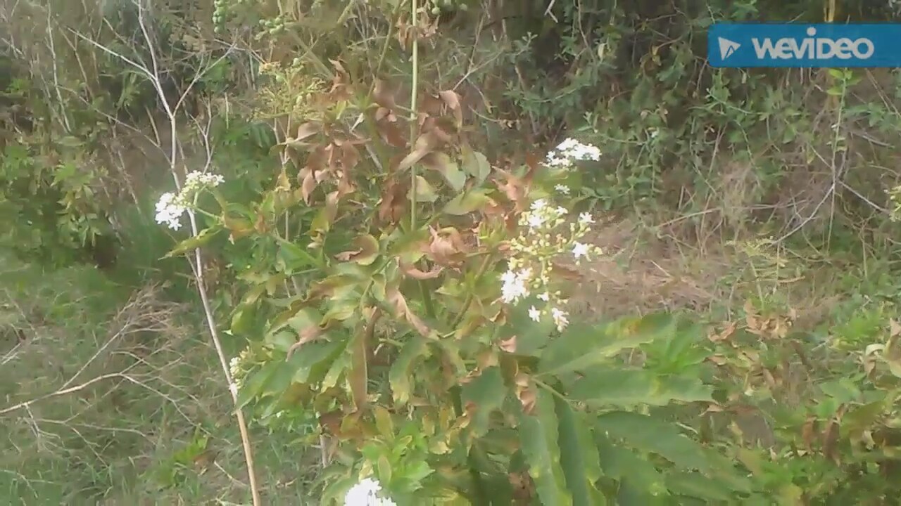 Acı Çehre Otu’ ile Zayıflama ve Yan Etkileri Nelerdir Acı Çehre Otu’ ile Zayıflama ve Yan Etkileri Nelerdir