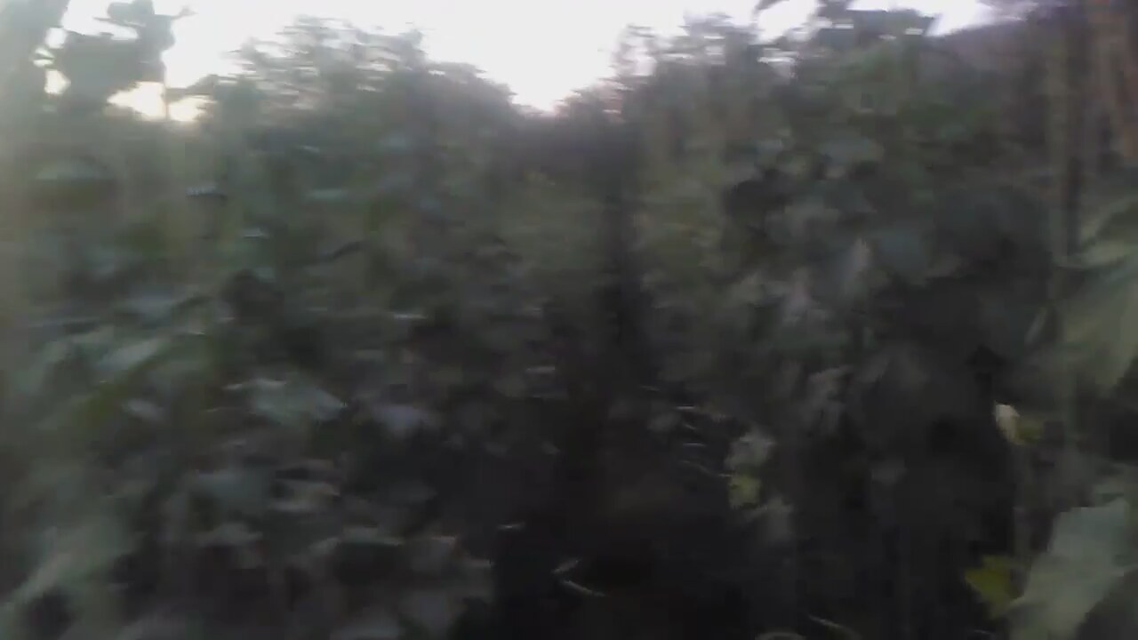 Bamyanın faydaları nelerdir Bamyanın faydaları nelerdir