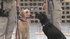 CIA'in Patlayıcıları Koklamayı Reddetiği İçin Emekli Ettiği Köpek