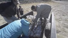 ABD'de 76 Milyon Yaşındaki Tyrannosaurus Kalıntılarının Bulunması