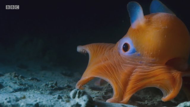 Blue Planet 2 (2017) Fragman