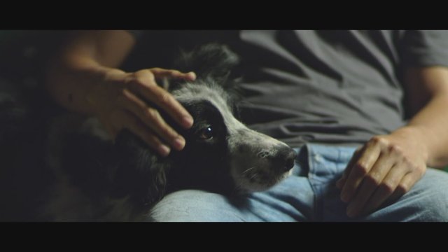 Cometa: Him, His Dog and their World (2017) Fragman