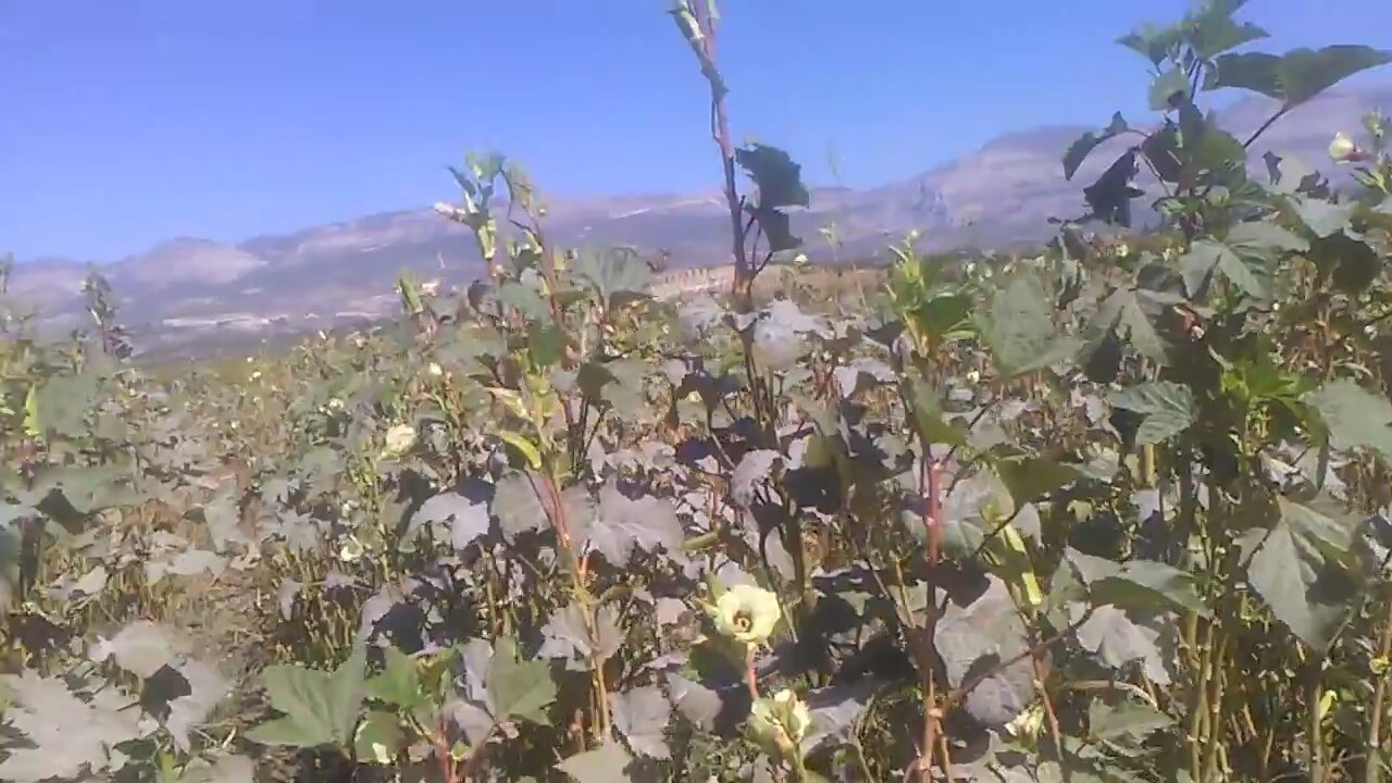 Bamyanın faydaları nelerdir Bamyanın faydaları nelerdir