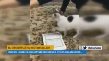 Kur’an-I Kerim’e Basmayan Kedi