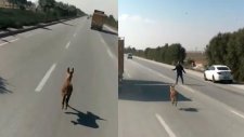Sıpanın Karayolunda Güldüren Yolculuğu