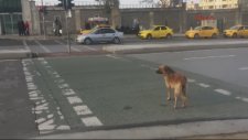 Sokak Köpeği Yeşil Işığı Beklerken Yaya Kırmızıda Geçti