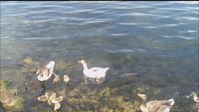 ( * ) Didim - Bafa Gölünde Sevimli Ördek Ve Kaz Yavruları ,,,