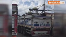 Brezilya'dan Getirilen Angus Trafiğe Dalıp Ortalığı Birbirine Kattı