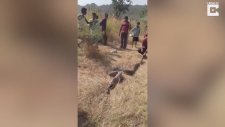 Köpeği Yutan Piton'un Sindirim Sorunu Yaşaması