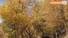 Bahçesaray'da Sonbahar Güzelliğiyle Mest Etti