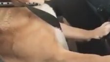 Enişte Gibi Direksiyon Başına Kurulan Köpek