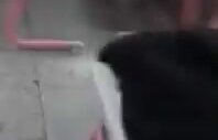 Sınıfın Camına Gelen Martıyı Yakalayan Liseli