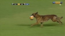 Polis Köpeği Sahaya Girip Futbol Topunu Kaçırdı