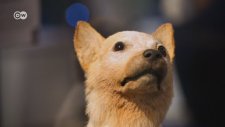 Uzaya Giden İlk Dünyalı: Laika