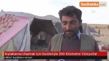 Kışlaklarına Ulaşmak İçin Sürüleriyle 300 Kilometre Yürüyorlar