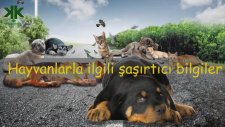 Hayvanlarla ilgili şaşırtıcı bilgiler (Çocuk Belgeseli)