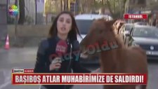 Canlı Yayında Muhabire Saldıran Çılgın At