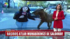 Başıboş Atların Haber Muhabirine Saldırması