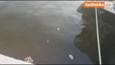 Güllük Sahili Kahverengiye Boyandı