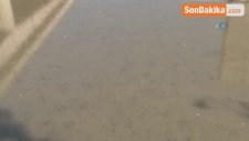 Nehirde Su Kesilince Binlerce Balık Telef Oldu