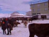 Ardahan Hayvan Pazarı (Adem Akıl)