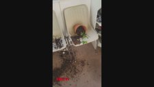 Saksıdaki Kenevirleri Kemiren Kedilerin Zom Olması