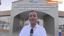 İşkence Edilen Köpeği İzmirli İş Kadını Sahiplendi