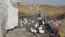 70 Yaşında Organik Ördek İşine Girdi