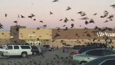 Teksas'ta Otoparkı İstila Eden Kuşlar