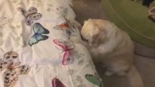 Sahibi İzin Vermeden Yatağa Çıkmayan Köpek