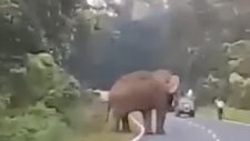 Fil Çekim Yapan Adamı Böyle Öldürdü!